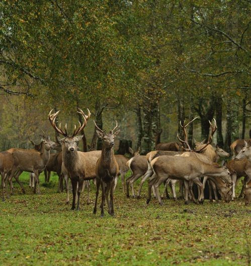 Ciervos en la Reserva Biológica Huilo Huilo